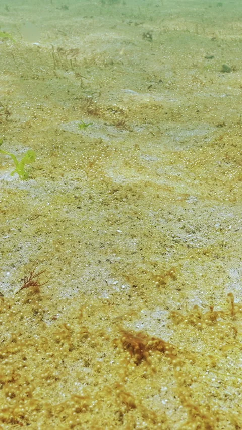 Moving forward above seabed covered with colony of golden-brown micro algae with Video stock 331608325