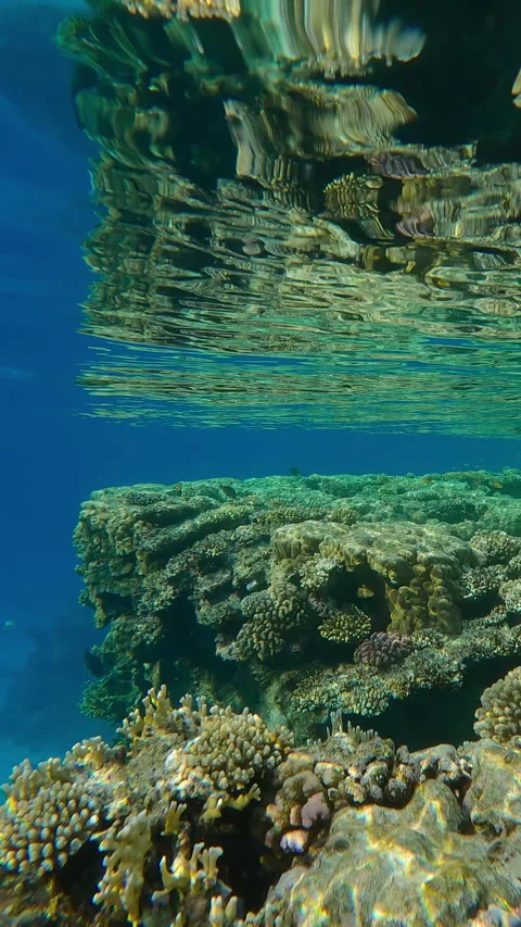 Moving forward along the edge of flat-top on shallow coral reef, reflected on Stock Footage 312125531