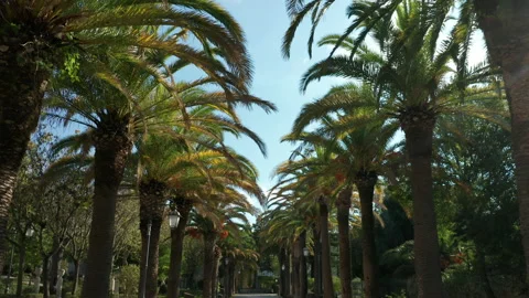 Moving forward along palm tree lined path Stock Footage 142686652