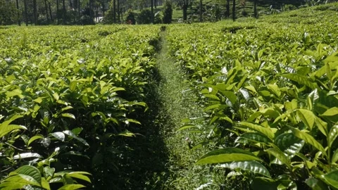 Moving forward along a path inside a fresh green tea plantation. Video stock 336712585
