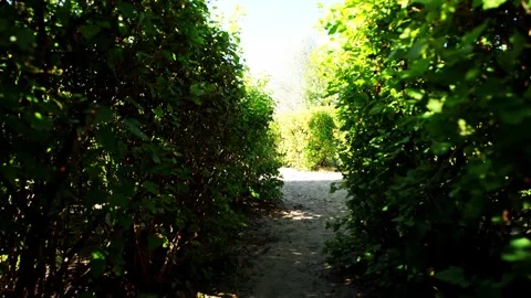 Moving forward along pathway between green foliage hedges in sunny garden maze, Stock Footage 346639575