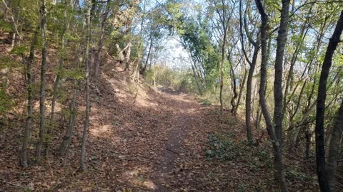 Moving Forward Along Sunny Forest Path in Autumn Light Stock Footage 320730351