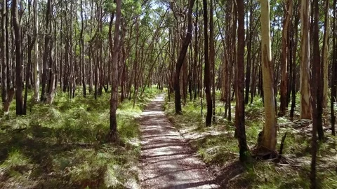 Moving forward along a track in the Wombat State Forest near Trentham, Stock Footage 114242698
