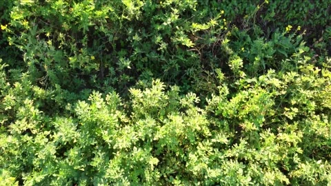 Moving forward and panning up over a green meadow Stock Footage 157991228