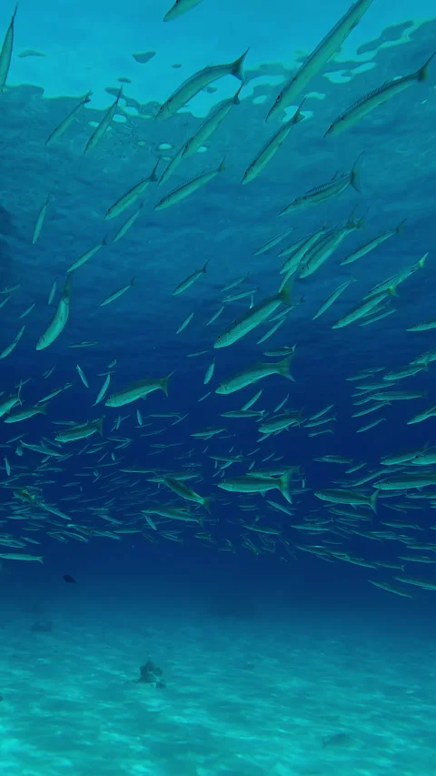 Moving forward from below school of Barracuda swimming in blue water beneath Stock Footage 302761195