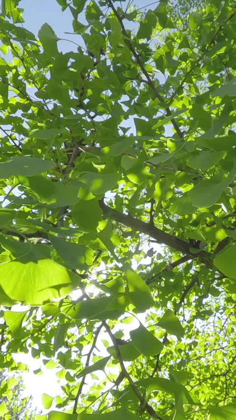 Moving forward between branches with dense foliage of Maidenhair Tree, Ginkgo Stock Footage 329671455