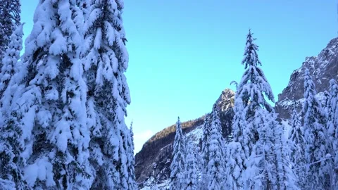Moving forward between spruce trees Stock Footage 177457949