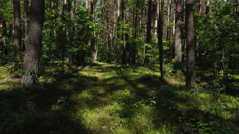Moving forward between trees into the woods Stock Footage 165160759