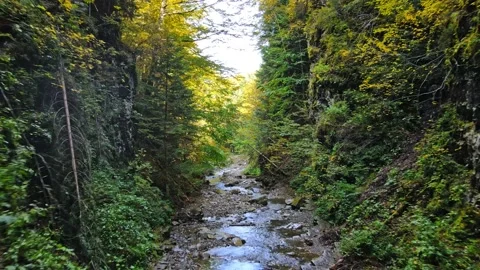 Moving forward by canyon in mountains forest Vídeo Stock 143176046