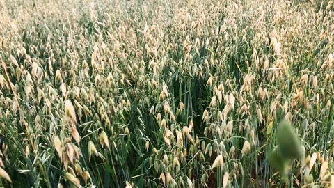 Moving forward closeup of oat field 4K video Stock Footage 114764236