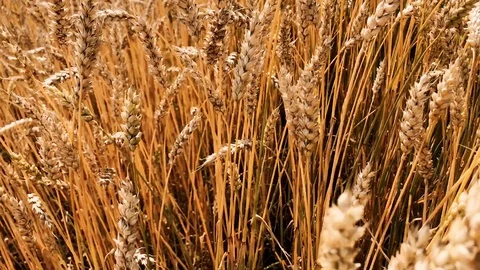 Moving forward on the field with gold ears of wheat. Close-up. 4K video Stock Footage 114764279