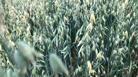 Moving forward on the field with green ears of oats. 4K video Stock Footage 114764280