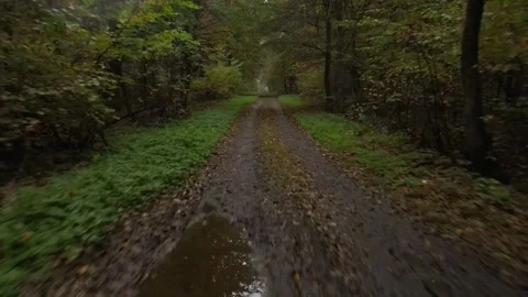 Moving forward by forest trail Stock Footage 147281681