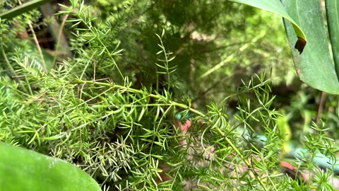 Moving forward by green plant leaf Stock Footage 257411737