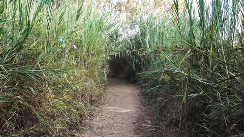 Moving forward on hidden path | 2017 | 4k Video stock 82601500