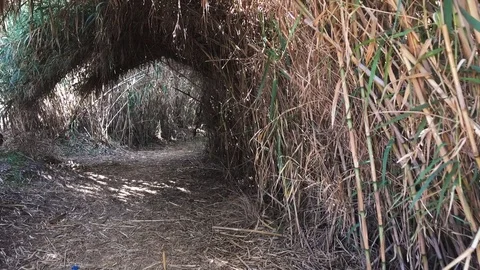 Moving forward on hidden path through bamboo trees tunnel | 2017 | 4k 스톡 동영상 82601866