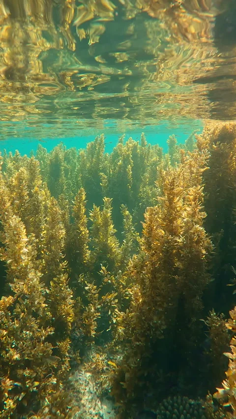 Moving forward inside tall, dense thickets of brown Sargassum seaweed below top Video stock 343156898