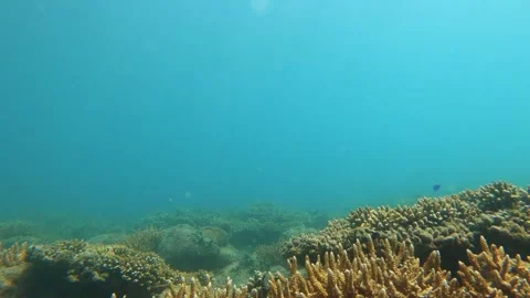 Moving forward look out to brown table branching and digitate Staghorn corals wi Stock Footage 240483350
