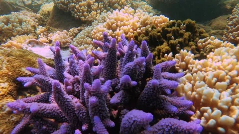 Moving forward look out view of underwater blue lavender finger branching Stagho Stock Footage 242327012