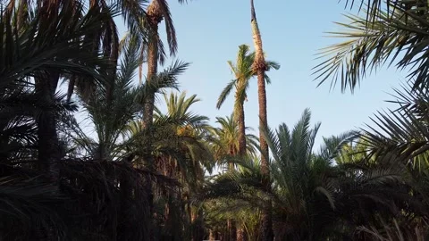 Moving forward looking up at the palm trees tops 스톡 동영상 138234007