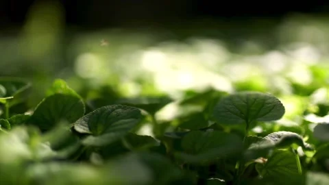 Moving forward low above the leaves of forest violets Stock Footage 158320369