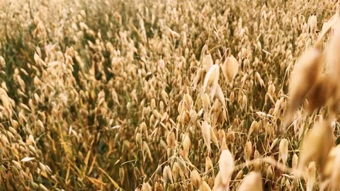 Moving forward on an oat field 4K video Stock Footage 114764165