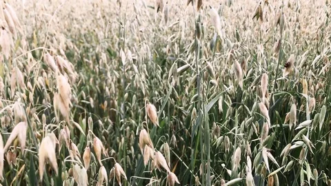 Moving forward on an oat field 4K video Stock Footage 114764178