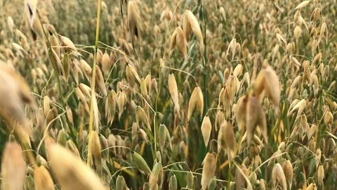 Moving forward on an oat field 4K video Stock Footage 114764209
