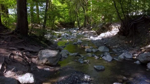 Moving forward over a small river surrounded by trees Video stock 152033780