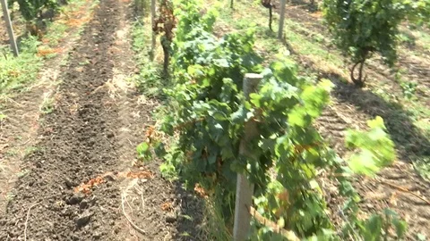Moving forward over the vineyard Stock Footage 94162212