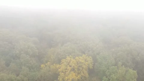 Moving forward overhead of forest misty weather Stock Footage 147281678
