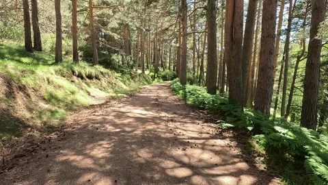 Moving forward a path between pine trees forest Stock Footage 297082028
