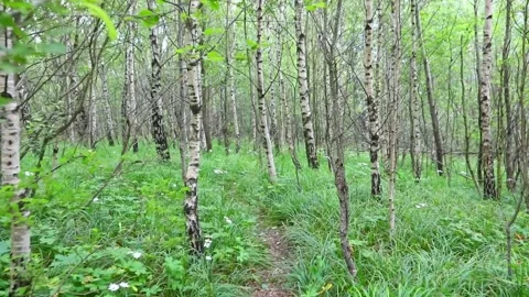 Moving forward by path trail in summer forest Stock Footage 138323683
