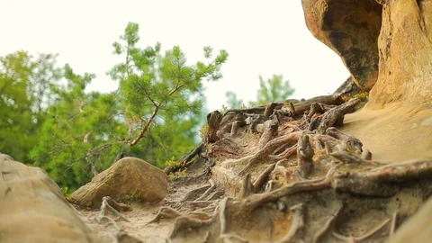 Moving forward to pine woods forest and mountain valley. sun flare in summer day Stock Footage 95653078
