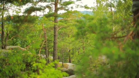 Moving forward to pine woods forest and mountain valley. sun flare in summer day Stock Footage 95653781