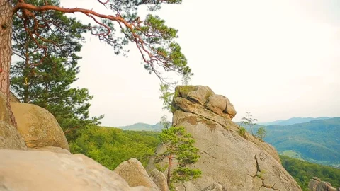 Moving forward to pine woods forest and mountain valley. sun flare in summer day Stock Footage 95654142