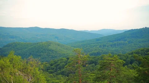 Moving forward to pine woods forest and mountain valley. sun flare in summer day Stock Footage 95654646