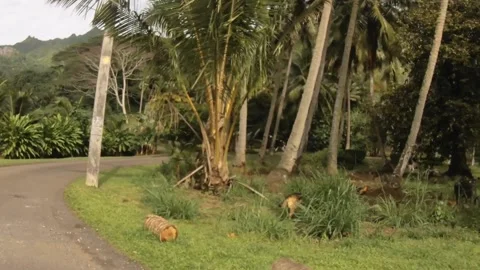 Moving forward riding view at a backroad in tropical Pacific Cook Islands where  Stock Footage 235309060