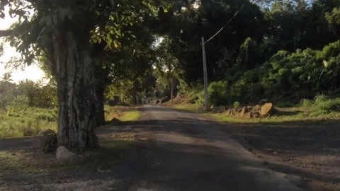Moving forward riding view at a backroad in tropical Pacific Islands where Polyn Stock Footage 235310841