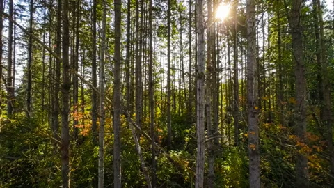 Moving forward slowly through a sunlit forest of tall trees; 4k footage Stock Footage 211789082