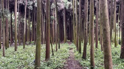 Moving Forward Through Dense Cedar Forest Path China Stock-Footage 335255719