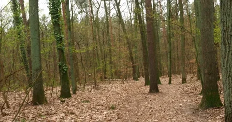 Moving Forward Through Early Spring Forest in Arkonski Forest Poland Stock Footage 334692722