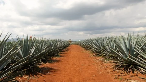 Moving Forward Through Fields of Tequila Agave with Bright Red Soil Mexico Stock Footage 98216131