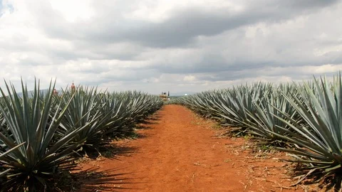 Moving Forward Through Fields of Tequila Agave with Bright Red Soil Mexico Stock Footage 98216364
