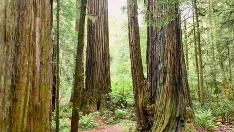 Moving forward through giant redwood trees. Video stock 295810885
