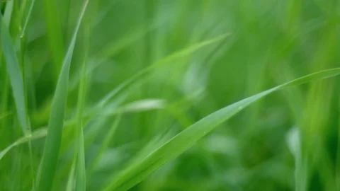 Moving forward through lush green grass blades. Smooth bokeh, macro shot Stock Footage 119452290