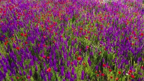 Moving forward through a meadow of wild red poppies and wildflowers Stock Footage 265655675