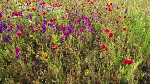 Moving forward through a meadow of wild red poppies and wildflowers Stock Footage 266503502