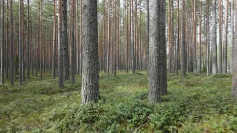 Moving forward through the pine forest Video stock 153106035