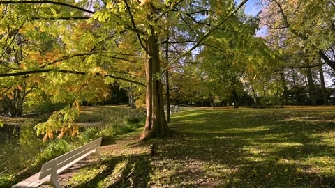 Moving forward through public city park in autumn with colorful leaf trees .. Stock Footage 255636233
